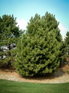 Сосна Чёрная (Pinus Nigra) купить по цене от 270.00р. в интернет-магазине «Посадика» с доставкой почтой в в Прокопьевске и по всей России – [изображение №1].