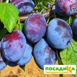 Слива Чачакская ранняя купить по цене от 229.00р. в интернет-магазине «Посадика» с доставкой почтой в в Прокопьевске и по всей России – [изображение №1].