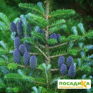 Пихта корейская (Abies koreana) купить по цене от 450.00р. в интернет-магазине «Посадика» с доставкой почтой в в Прокопьевске и по всей России – [изображение №1].