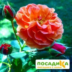 Роза Арабия купить по цене от 350.00р. в интернет-магазине «Посадика» с доставкой почтой в в Прокопьевске и по всей России – [изображение №1].