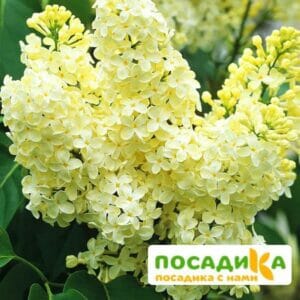 Сирень Примроуз (Primrose) купить по цене от 529.00р. в интернет-магазине «Посадика» с доставкой почтой в в Прокопьевске и по всей России – [изображение №1].