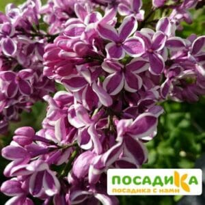 Сирень Сенсация купить по цене от 529.00р. в интернет-магазине «Посадика» с доставкой почтой в в Прокопьевске и по всей России – [изображение №1].