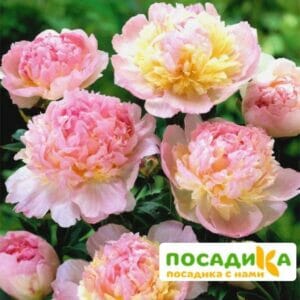 Пион Распберри Сандей (Paeonia Raspberry Sundae) купить по цене от 959р. в интернет-магазине «Посадика» с доставкой почтой в в Прокопьевске и по всей России – [изображение №1].