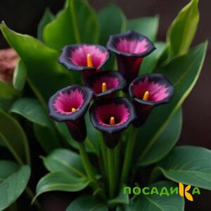 Калла Аура Лейс купить по цене от 400р. в интернет-магазине «Посадика» с доставкой почтой в в Прокопьевске и по всей России – [изображение №1].