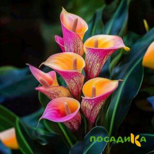 Калла Оникс купить по цене от 450р. в интернет-магазине «Посадика» с доставкой почтой в в Прокопьевске и по всей России – [изображение №1].