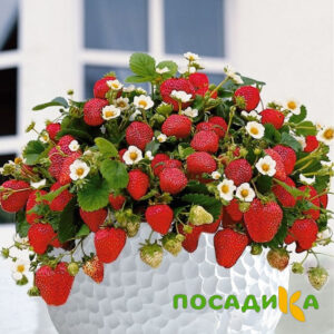 Клубника Рубиновый Шепот (горшечная) купить по цене от 240р. в интернет-магазине «Посадика» с доставкой почтой в в Прокопьевске и по всей России – [изображение №1].