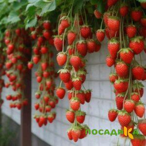 Клубника вьющаяся Комплимент купить по цене от 470р. в интернет-магазине «Посадика» с доставкой почтой в в Прокопьевске и по всей России – [изображение №1].