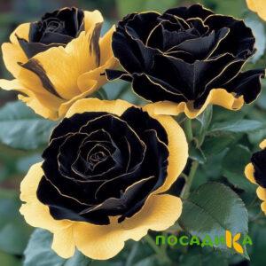 Роза Ханни Сикл купить по цене от 700р. в интернет-магазине «Посадика» с доставкой почтой в в Прокопьевске и по всей России – [изображение №1].