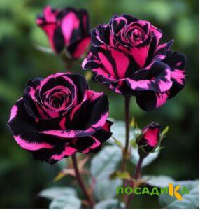 Роза Багровый Шепот купить по цене от 366р. в интернет-магазине «Посадика» с доставкой почтой в в Прокопьевске и по всей России – [изображение №1].