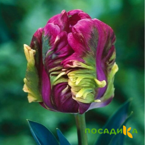 Тюльпан Экзотик Хэвен купить по цене от 186р. в интернет-магазине «Посадика» с доставкой почтой в в Прокопьевске и по всей России – [изображение №1].